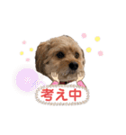 ポメプー くるんちゃん4（個別スタンプ：16）