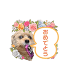 ポメプー くるんちゃん4（個別スタンプ：20）