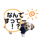 ポメプー くるんちゃん4（個別スタンプ：21）