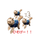 ポメプー くるんちゃん4（個別スタンプ：33）