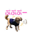 ポメプー くるんちゃん4（個別スタンプ：37）