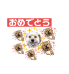 ポメプー くるんちゃん4（個別スタンプ：40）