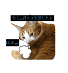 なんか切迫した気持ちになる猫スタンプ（個別スタンプ：2）