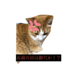 なんか切迫した気持ちになる猫スタンプ（個別スタンプ：3）