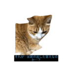 なんか切迫した気持ちになる猫スタンプ（個別スタンプ：5）
