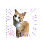なんか切迫した気持ちになる猫スタンプ（個別スタンプ：6）