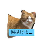 なんか切迫した気持ちになる猫スタンプ（個別スタンプ：8）