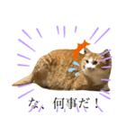 なんか切迫した気持ちになる猫スタンプ（個別スタンプ：9）