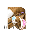 なんか切迫した気持ちになる猫スタンプ（個別スタンプ：10）