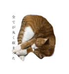 なんか切迫した気持ちになる猫スタンプ（個別スタンプ：11）
