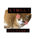 なんか切迫した気持ちになる猫スタンプ（個別スタンプ：14）