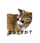 なんか切迫した気持ちになる猫スタンプ（個別スタンプ：15）