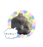 ニャンコ劇場（個別スタンプ：2）