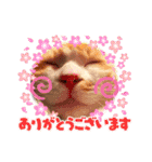 ニャンコ劇場（個別スタンプ：3）