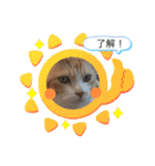 ニャンコ劇場（個別スタンプ：7）