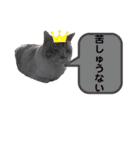 ニャンコ劇場（個別スタンプ：11）