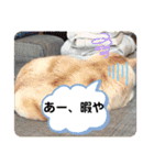ニャンコ劇場（個別スタンプ：21）