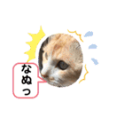 ニャンコ劇場（個別スタンプ：27）