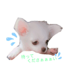 しじみの日常♡（個別スタンプ：7）