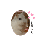 chiffon chan（個別スタンプ：1）