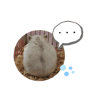 chiffon chan（個別スタンプ：2）