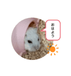 chiffon chan（個別スタンプ：5）