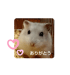 chiffon chan（個別スタンプ：6）