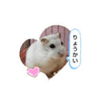 chiffon chan（個別スタンプ：12）