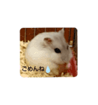 chiffon chan（個別スタンプ：14）