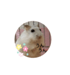 chiffon chan（個別スタンプ：15）