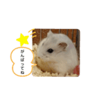 chiffon chan（個別スタンプ：16）