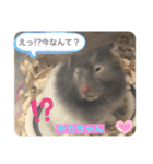 我が家の可愛い大家族 (第2弾)（個別スタンプ：1）
