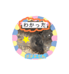 我が家の可愛い大家族 (第2弾)（個別スタンプ：2）