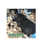 我が家の可愛い大家族 (第2弾)（個別スタンプ：3）