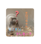 我が家の可愛い大家族 (第2弾)（個別スタンプ：7）