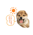 豆柴どんちゃんスタンプ（個別スタンプ：1）