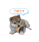 豆柴どんちゃんスタンプ（個別スタンプ：2）