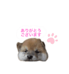 豆柴どんちゃんスタンプ（個別スタンプ：3）