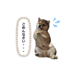 豆柴どんちゃんスタンプ（個別スタンプ：5）