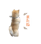 豆柴どんちゃんスタンプ（個別スタンプ：6）