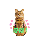 猫に癒されるスタンプ（個別スタンプ：11）