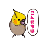 オカメインコのツキミさん♡（個別スタンプ：2）