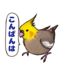 オカメインコのツキミさん♡（個別スタンプ：3）