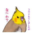 オカメインコのツキミさん♡（個別スタンプ：7）