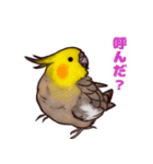 オカメインコのツキミさん♡（個別スタンプ：8）