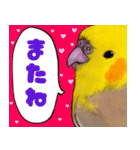 オカメインコのツキミさん♡（個別スタンプ：26）