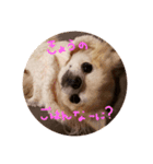 Babyわんこの日常（個別スタンプ：1）