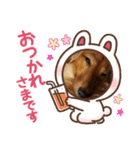 Babyわんこの日常（個別スタンプ：3）
