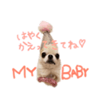 Babyわんこの日常（個別スタンプ：7）