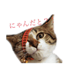 うちにゃんずの日常②（個別スタンプ：1）